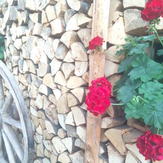 Pensiunea Adina Sâncraiu (5)