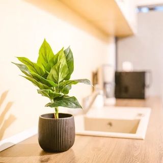 Apartament Maria 1 Alba Iulia (4)