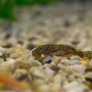 Apartmani Mandekic Crikvenica (4)