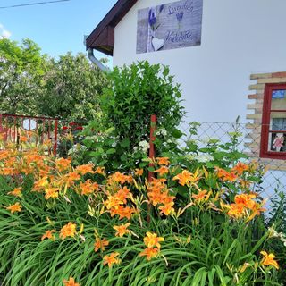 Levendula Vendégház Poroszló (4)