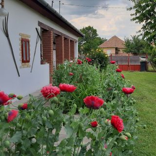 Levendula Vendégház Poroszló (3)