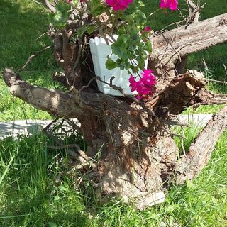 Pensiunea La Gorgan Vadu Izei (4)