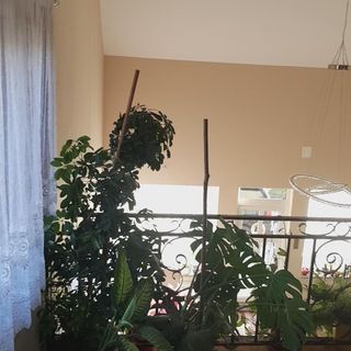 Casa de oaspeți Elza Suseni (2)