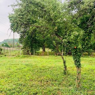 Casa Munteanu Păuliș (3)