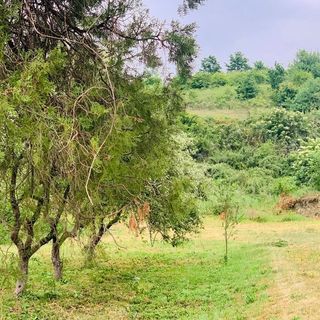 Casa Munteanu Păuliș (5)