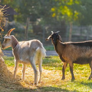 Penzion Jizera Malá Skála (5)