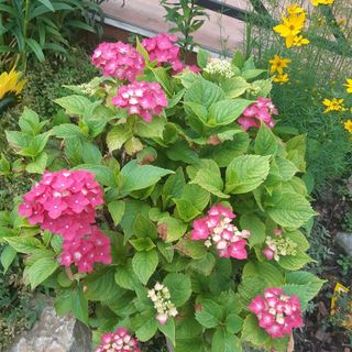 Gócza Apartman Zamárdi (4)