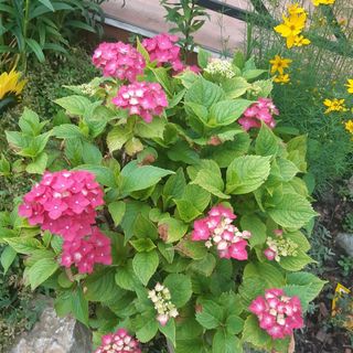 Gócza Apartman Zamárdi (4)