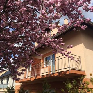 Mimi Apartman Hévíz (2)