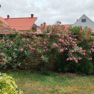 Csiszár Vendégház Keszthely (5)