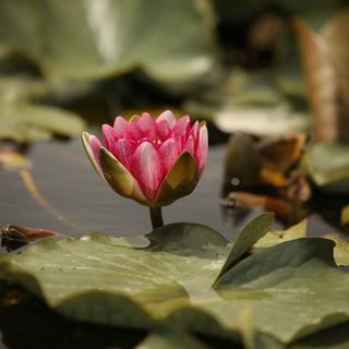 Villa Grande Hévíz (5)