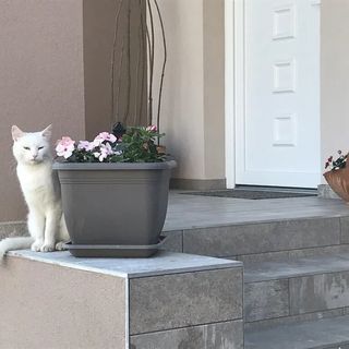 Dióliget Cottage Sárvár (5)