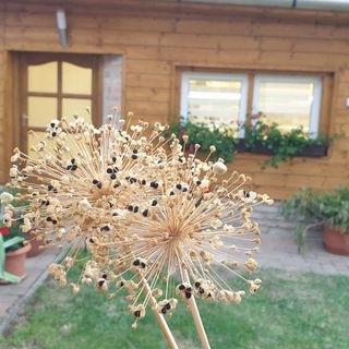 MohApartman Gyöngyössolymos (4)