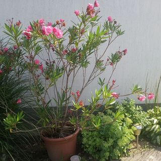 Várnagy Apartman Zalakaros (4)