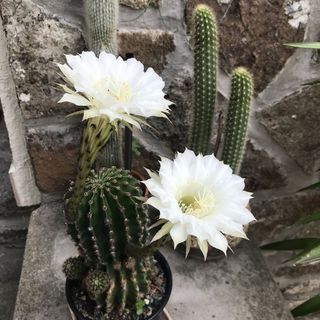 Kaktusz Ház Tihany (3)