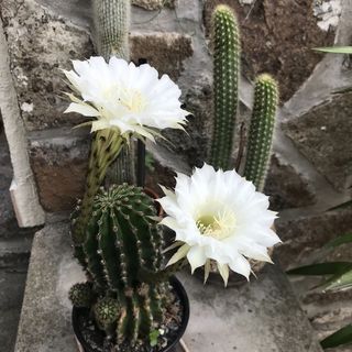 Kaktusz Ház Tihany (3)