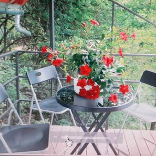 Raza Soarelui Apartament Sovata (5)