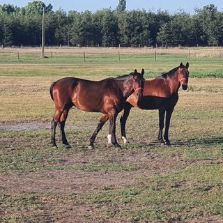 Csősztelek Vendégház Pirtó (5)