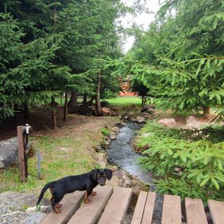 Cabana Súgótöve Izvoare (3)