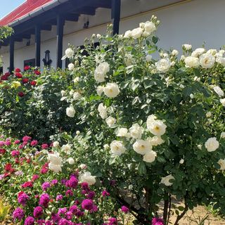 Dura Vendégház Paszab (5)