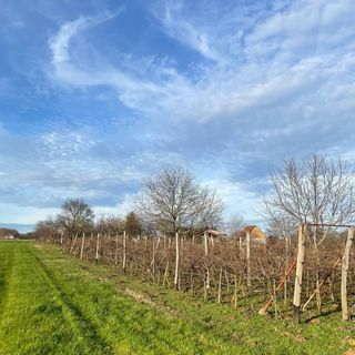 Magyar Borház Mohács (4)