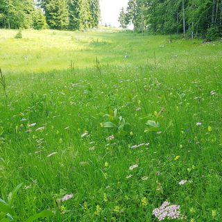 Cabana Poiana Dealu Frumos (2)