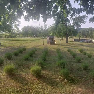 Spaletta Vendégház Pécsely (5)