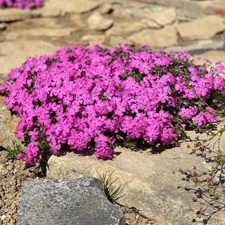 Sárkány Bio Panzió Csöde (2)