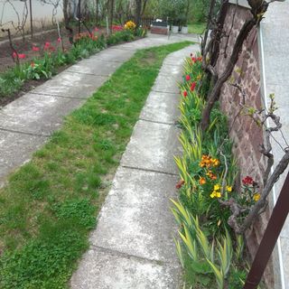 Diófa Lak Balatonalmádi (5)