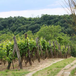 Kékcsengő Vendégház Tamási (3)