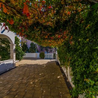 Apartments Palm tree Okrug Gornji (3)