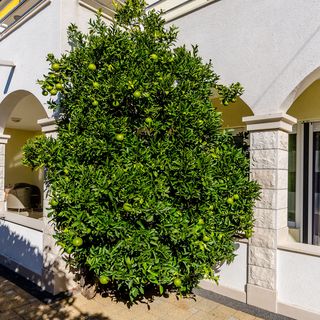 Apartments Palm tree Okrug Gornji (4)