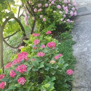 Apartmanok Parkolóhellyel Gradac, Makarska - 6724 Gradac (3)