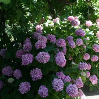 Apartmanok Parkolóhellyel Gradac, Makarska - 6724 Gradac (4)