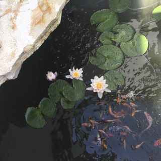 Fehérház Alkalmi Szálló Pécs (5)