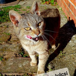 Karmos Julcsi Öreg Háza Zengővárkony (4)