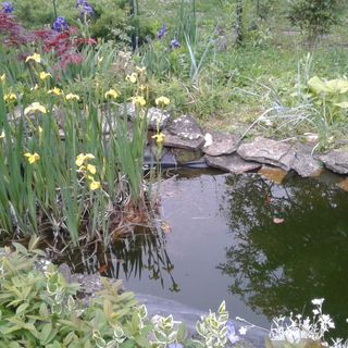 Aranyodi Pihenő Zalaszentgrót (3)