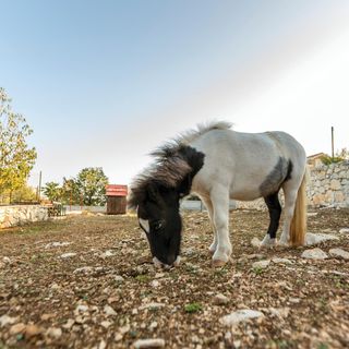 Vendégház Kaštel Novi - CDF063 (5)