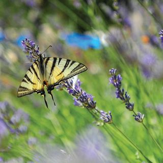 Vendégház Dugobabe - CDF934 (4)