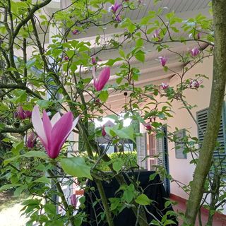 BalcsiHáz *** Önálló Nyaraló Badacsony központjában (3)