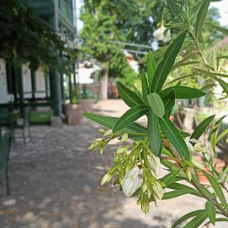 Svájci Lak Panzió Nyíregyháza (5)