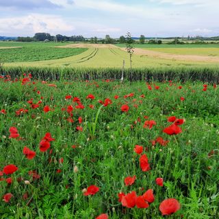 Koppány Vendégház Ádánd (4)