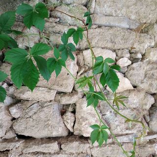 Mindenszentek All Saints Vendégház Mindszentkálla (5)