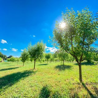 Mandulavirág Szálláshely Balatonszepezd  (4)