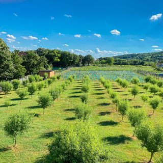 Mandulavirág Szálláshely Balatonszepezd  (5)
