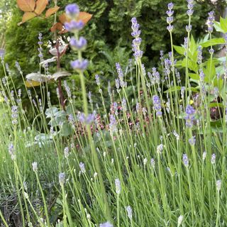 Lavender Apartment Siófok (5)