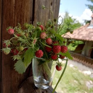 Casa de oaspeți Vén Fenyő Piricske (4)