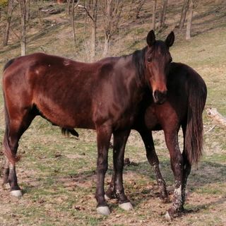 Réti Tanya Vendégház Kerecseny (3)