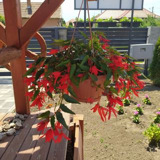 Nefelejcs Vendégház Hajdúnánás (2)