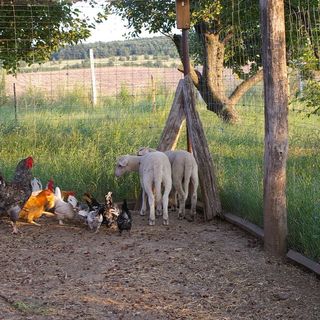 Sárkányházi Apartman Barnag (2)